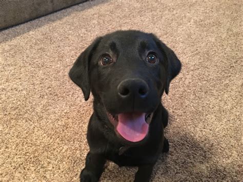 Lab dogs and puppies. Cute dog #1: Labrador retriever. The Labrador retriever is a super friendly and easy-going breed and an ideal family dog, which is probably why it topped the American Kennel Club’s list of (AKC ... 