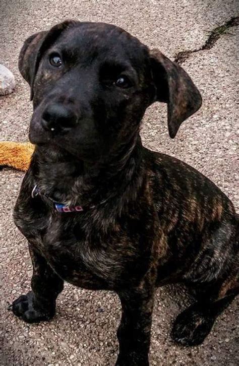 Lab dutch shepherd mix.  Their diverse qualities, adaptability, and loving na...