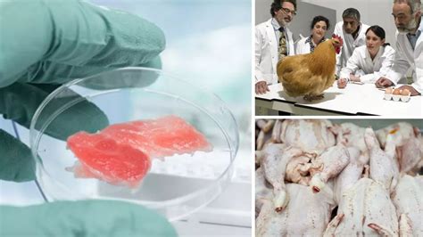 Lab grown chicken. Nov 17, 2022 · Lab-grown chicken passed the first hurdle needed to bring the product to US supermarkets and dinner tables. The US Food & Drug Administration has for the first time given the green light to meat ... 