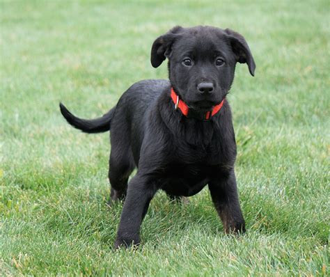 Find Mixed Breed puppies for sale on Pets4Homes - UK’s largest pet classifieds site to buy and sell puppies near you..