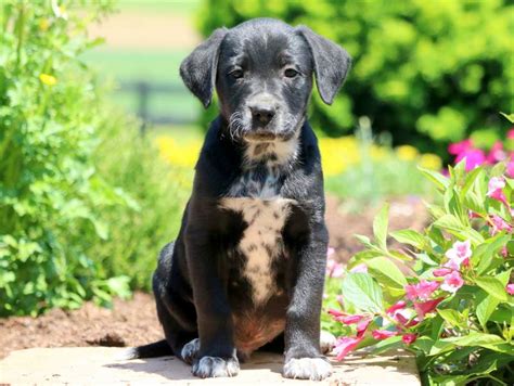 Lab mix puppies for sale near me. Personality: Confident, smart, hardworking Energy Level: Energetic Good with Children: With Supervision Good with other Dogs: With Supervision Shedding: Moderate … 