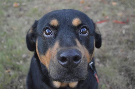 The Labrottie is a puppy that is a cross between a Labrador Retriever and Rottweiler. Where Does the Labrottie Come From? Both parent breeds are large, robust dogs that do well in pet and working roles. Their temperaments are distinctive due to generations of selection for particular roles.. 
