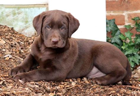 Lab puppies for sale $500 in illinois. Things To Know About Lab puppies for sale $500 in illinois. 