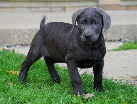 Lab puppies for sale in nc. Find Labrador Retrievers for Sale in Hickory, NC on Oodle Classifieds. Join millions of people using Oodle to find puppies for adoption, dog and puppy listings, and other pets adoption. ... Labrador Retriever Puppy for Sale in SHELBY, North Carolina, 28150 US Nickname: Lab pups 8. Tools 1 week ago on PuppyFinder. $1,400 Black Lab Labrador ... 