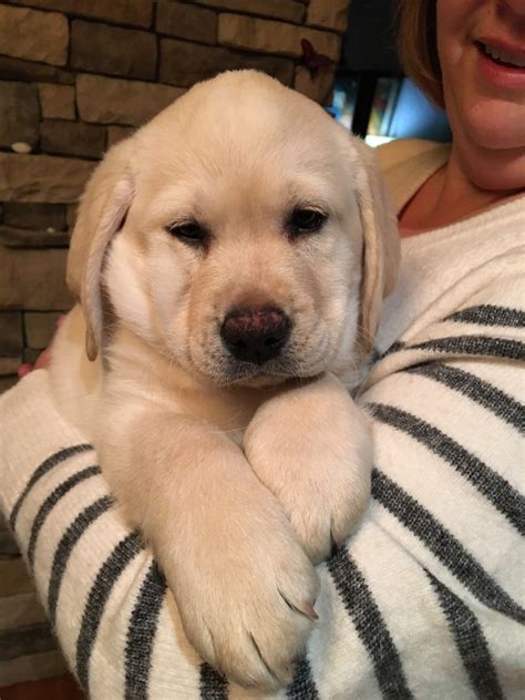 Lab puppies for sale in ohio under $500. Things To Know About Lab puppies for sale in ohio under $500. 