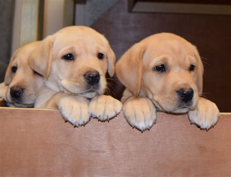 Lab puppies for sale in texas. Advertisement. Founded in 1884, the AKC is the recognized and trusted expert in breed, health and training information for dogs. AKC actively advocates for responsible dog ownership and is dedicated to advancing dog sports. Find Puppies and Breeders in Dallas, TX and helpful information. All puppies found here are from AKC-Registered parents. 