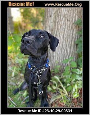 Lab rescue canada.  Individuals & rescue groups can post animals fr...