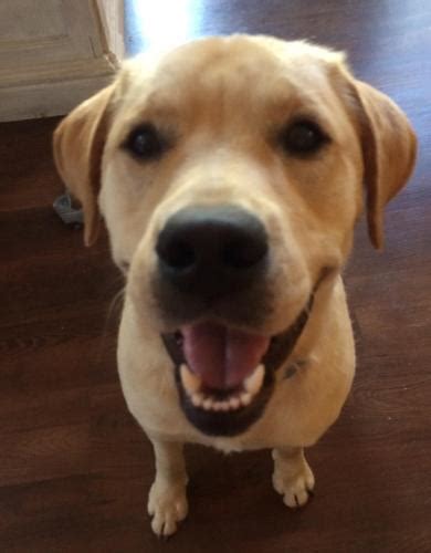Lab rescue charlotte nc. Depending on how far you'd be willing to drive, Lab Rescue of NC is based near Winston-Salem. Lucky Lab Rescue (Charlotte) has some beautiful dogs available right now. Reply . 
