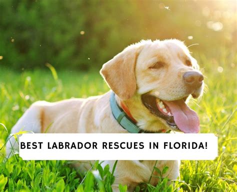 Lab rescue florida. Things To Know About Lab rescue florida. 