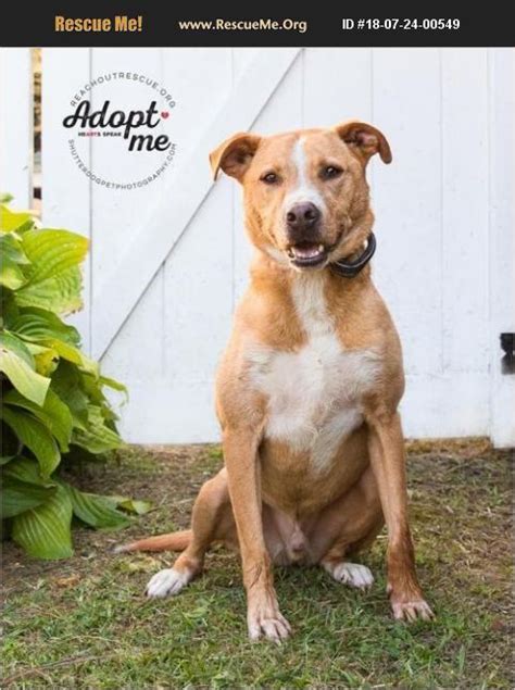 Lab rescue maryland. "Lab for adoption in Ellicott City, Maryland." - ♥ RESCUE ME! ♥ ۬ 
