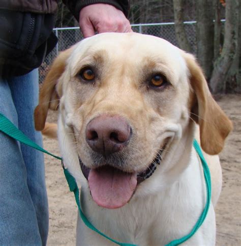 Lab rescues near me. Lucky Lab Rescue & Adoption is a nonprofit 501c3 rescue organization. ... 