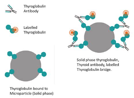 Labcorp thyroglobulin. Thyroglobulin Panel. (1) Allow specimen to clot fully, centrifuge, remove 2mL of Serum and Freeze. (2) 1 mL Serum kept Refrigerated. Thyroglobulin by immunoassay is highly susceptible to biotin interference. Patients taking biotin supplements – particularly at high doses – may show falsely low or undetectable thyroglobulin levels. 
