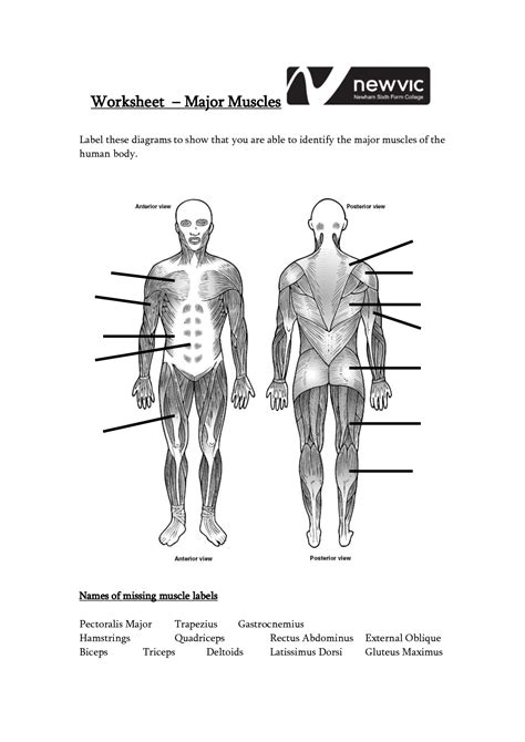 Label Muscles Worksheet Body Muscles Pinterest Muscular System Free Printable Muscle