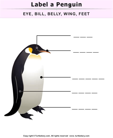 Label Penguin Parts Turtle Diary Worksheet