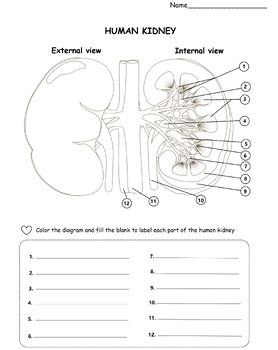 Label The Kidney Coloring