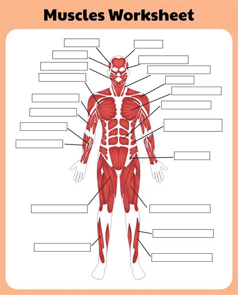 Label The Muscular System Worksheet Muscular System Labeling