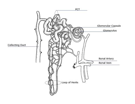Free Coloring Pages Horses