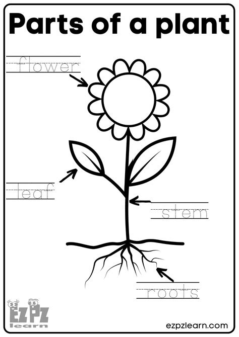 Label and Color the Parts Of A Plant A Free Printable First Grade Image