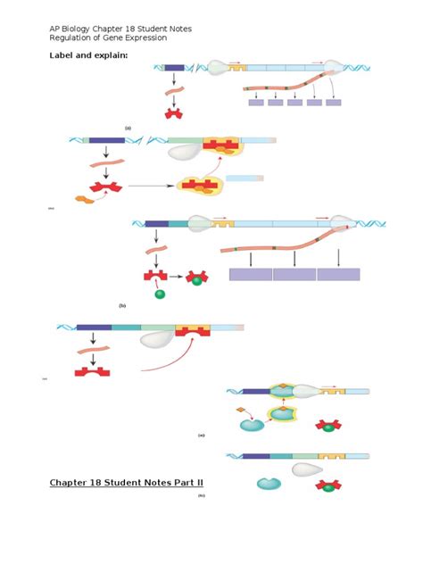 Label and explain AP Biology Chapter 18 Student Notes Regulation of