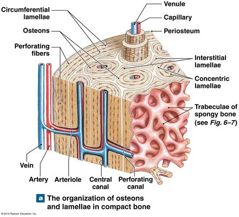 In osteology, the osteon or haversian system ( / həˈvɜːr.ʒən /; named for Clopton Havers) is the fundamental functional unit of much compact bone. Osteons are roughly cylindrical structures that are typically between 0.25 mm and 0.35 mm in diameter. [1] Their length is often hard to define, [2] but estimates vary from several millimeters .... 