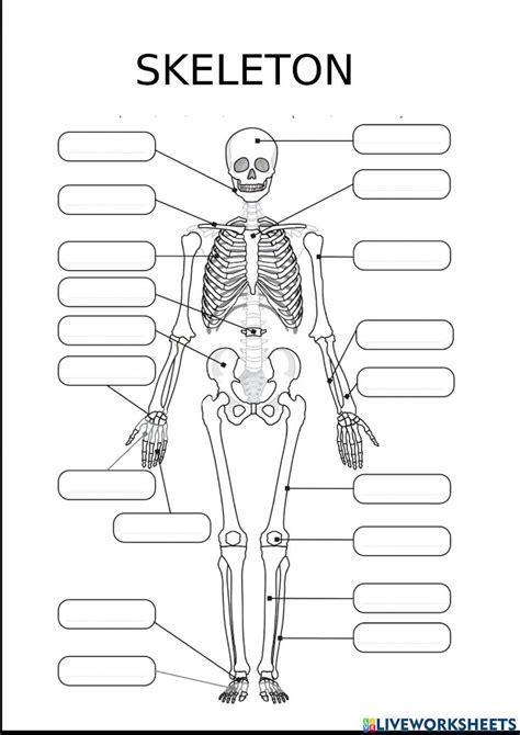 Label the Skeleton Worksheet Bones Cut and Paste Activity