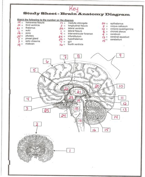 Label the Major Structures of the Brain. Answers: A = parietal labe | B = gyrus of the cerebrum | C = corpus callosum | D = frontal lobe. E = thalamus | F = hypothalamus | G = pituitary gland | H = midbrain. J = pons | K = …. 