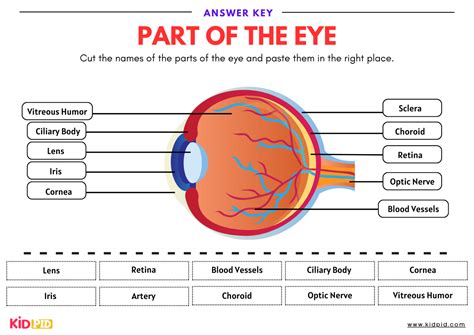 Label the eye worksheet ks1.  Design your custom label using the templates and t...