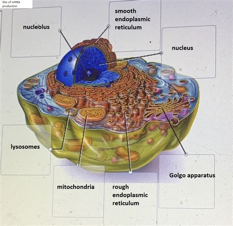Label the organelles using their descriptions on the left. As observed in the labeled animal cell diagram, the cell membrane forms the confining factor of the cell, that is it envelopes the cell constituents together and gives the cell its shape, form, and existence. Cell membrane is made up of lipids and proteins and forms a barrier between the extracellular liquid bathing all cells on the exterior ... 