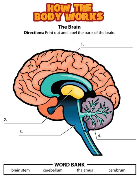 Label the parts of the brain! 2 — Printable Worksheet