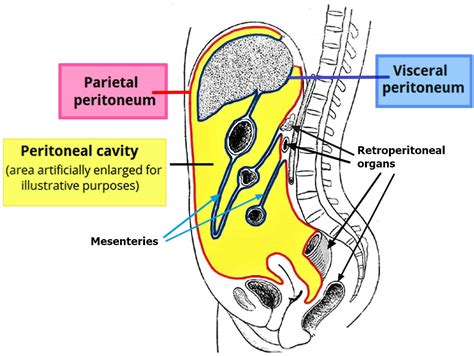 It is lined by the parietal and visceral peritoneum, and the space between these two layers forms the peritoneal cavit... Collapse all sections ... The abdominal organs (e.g., spleen, kidneys) and structures of the gastrointestinal tract are covered by the . peritoneum. The . visceral peritoneum. folds upon itself to form . peritoneal folds ...