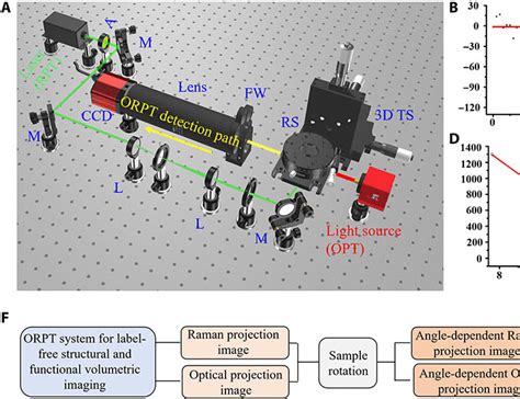 Label-free structural and functional volumetric imaging by dual ...