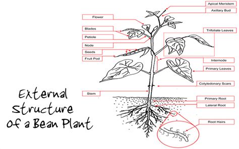 Labeled Bean Plant Diagram And Functions