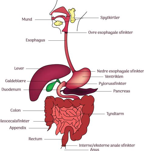 Labeled Digestive System