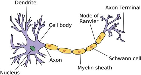 Labeled Neuron Diagram Science Trends