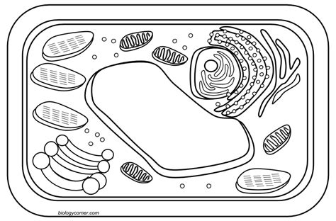 Labeled Plant Cell Coloring