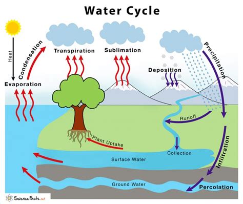 Labeled diagram of water cycle. Our newest diagram, released in 2022, depicts the global water cycle, as well as how human water use affects where water is stored, how it moves, and how clean it is. The diagram is available as a downloadable product in English, Spanish, and Simplified Chinese. (Check back in the future as additional translated versions become available.) 