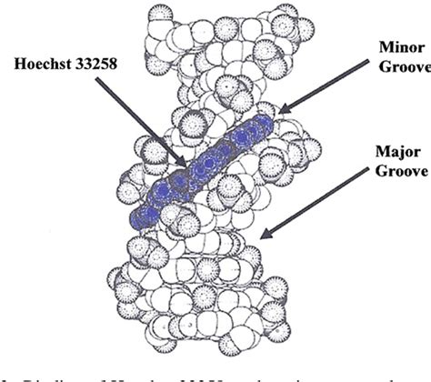 Labeling Nuclear DNA with Hoechst 33342 - CSH Protocols