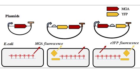 Labeling RNAs in Live Cells Using Malachite Green Aptamer …