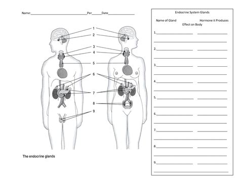 Labeling The Endocrine System Worksheet
