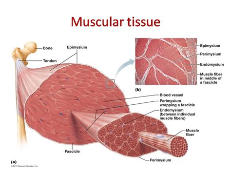 Downloading Labelled Diagram Of Skeletal Muscle Tissue E Books