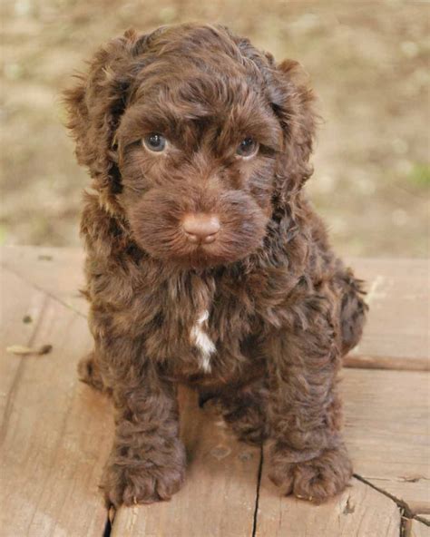 Labradoodle Brown Puppy