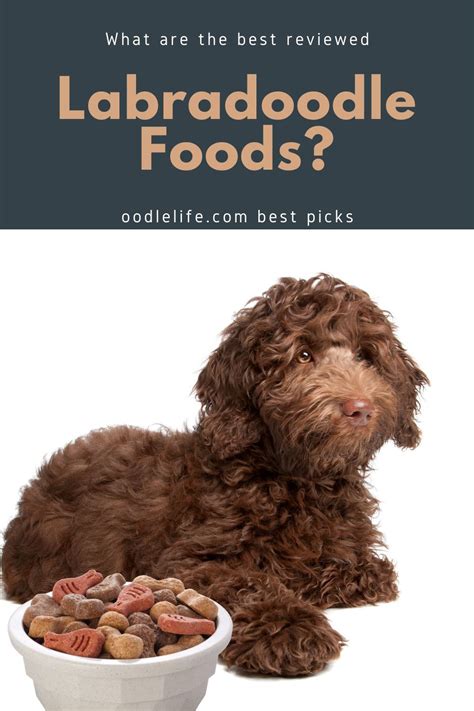 Labradoodle Large Breed Puppy Food
