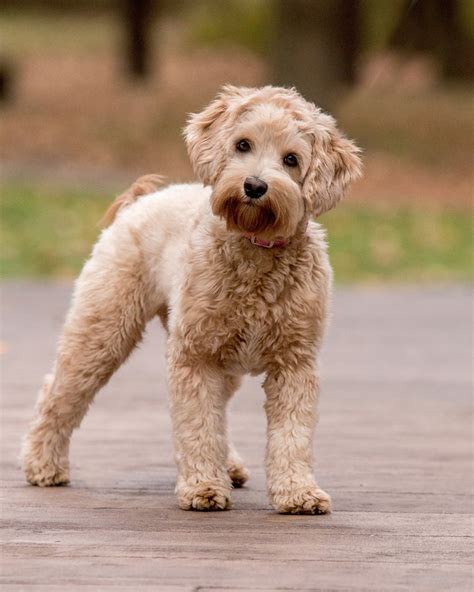 Labradoodle Large Puppies
