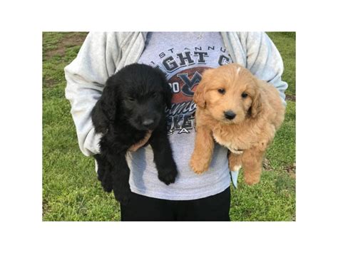 Labradoodle Puppies Fayetteville Nc