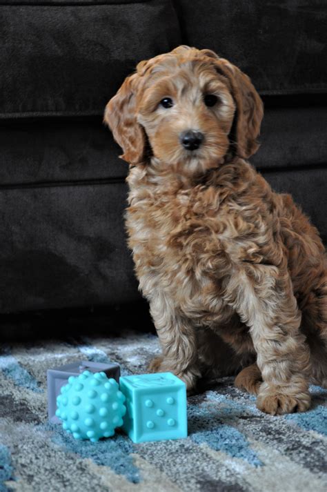 Labradoodle Puppies For Adoption In Nj
