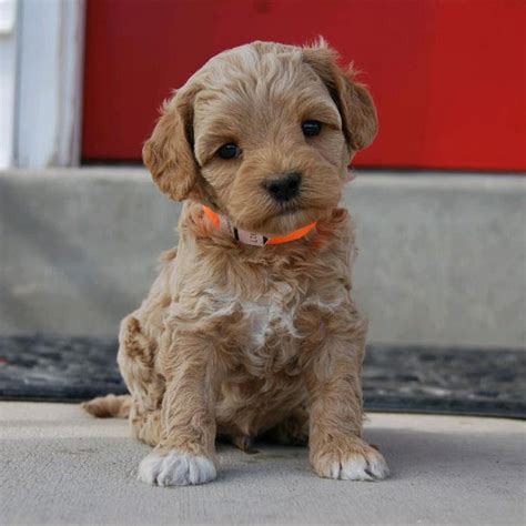 Labradoodle Puppies For Adoption In Texas