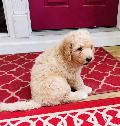 Labradoodle Puppies For Sale Houston