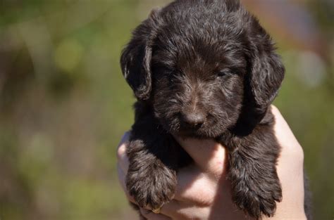 Labradoodle Puppies For Sale In Connecticut