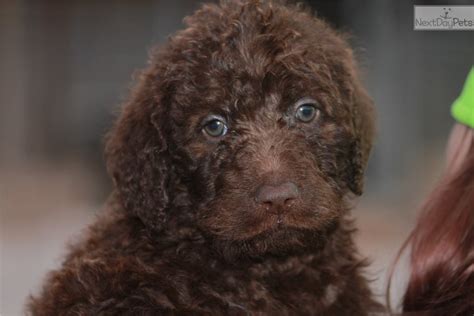 Labradoodle Puppies For Sale In Mo
