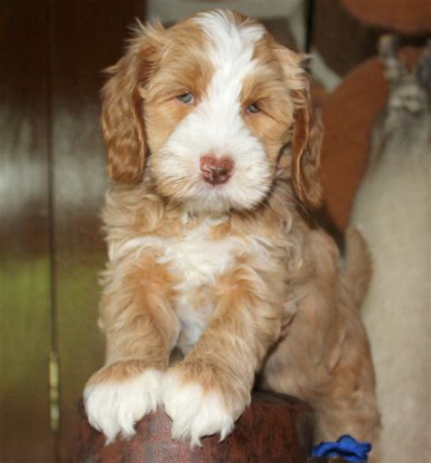 Labradoodle Puppies For Sale In Peoria Illinois